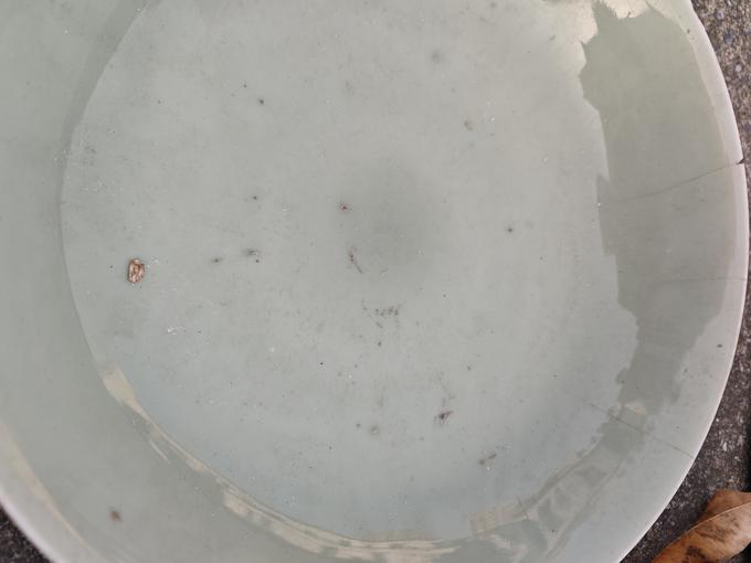 民国至创汇青釉盘鉴定结果2024年12月14日-唐珍收藏